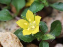 ヤクシマコナスビ