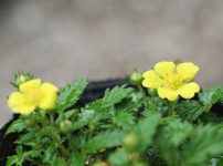 ヤクシマイワキンバイ