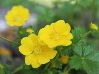 ポテンティラ・クランジー