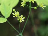 ルイヨウボタン