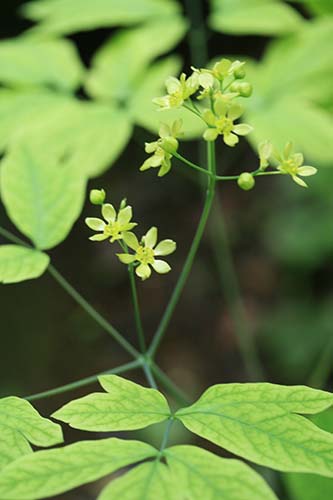 ルイヨウボタン 類葉牡丹 の育て方 山野草を育てる