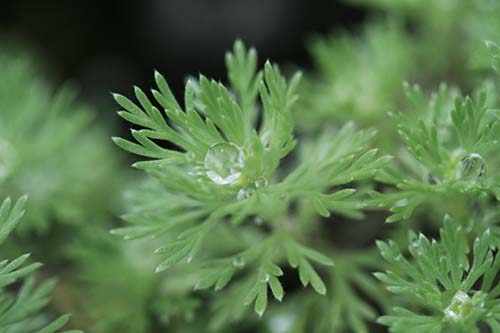 アサギリソウ 朝霧草 の育て方 ヨモギ属のシロサマニヨモギ オオヨモギ イヌヨモギ 山野草を育てる