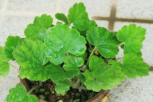 テリマ グランディフロラ Tellima Grandiflora の育て方 山野草を育てる