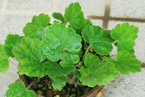 テリマ グランディフローラ