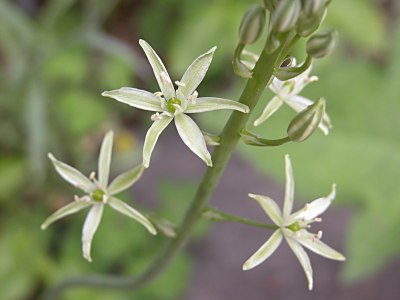 オーニソガラム ウンベラツム オオアマナ オーニソガラム ピレナイカム フラベッセンスの育て方 山野草を育てる