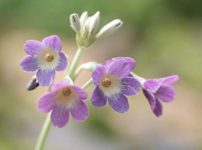 プリムラ・アルピコラ ビオラケア