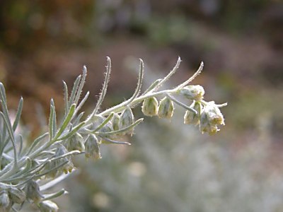 アサギリソウ(朝霧草)