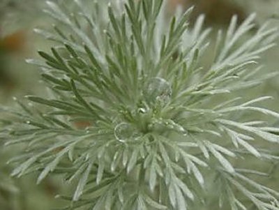 アサギリソウ(朝霧草)