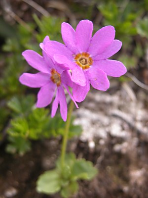 エゾコザクラ（蝦夷小桜）