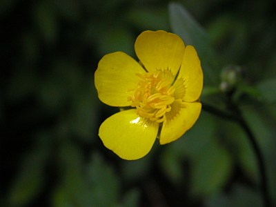 ハイキンポウゲ（這金鳳花）