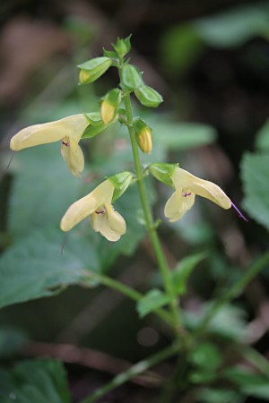 キバナアキギリ（黄花秋桐）