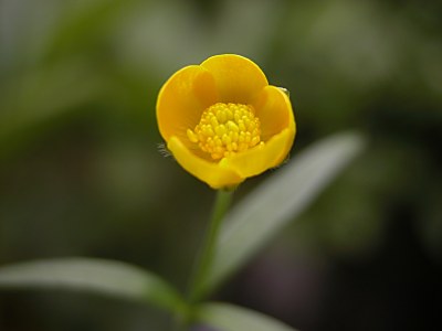 クモイキンポウゲ