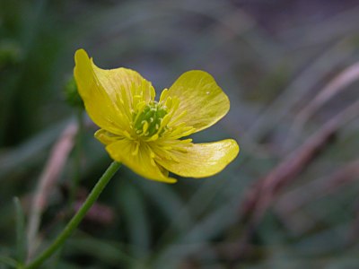 ミヤマキンポウゲ（深山金鳳花）