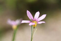 ニワゼキショウ（庭石菖）