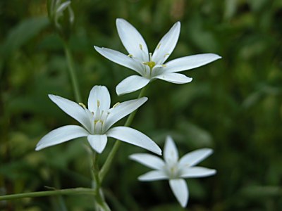 オーニソガラム ウンベラツム オオアマナ オーニソガラム ピレナイカム フラベッセンスの育て方 山野草を育てる