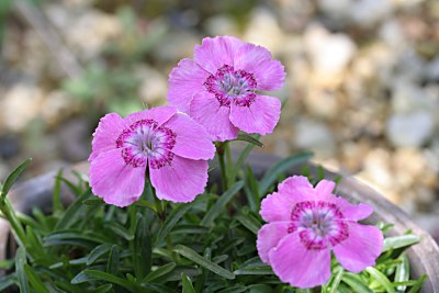 オヤマナデシコ(Dianthus alpinus)