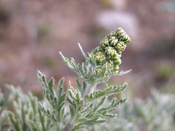 アサギリソウ 朝霧草 の育て方 ヨモギ属のシロサマニヨモギ オオヨモギ イヌヨモギ 山野草を育てる