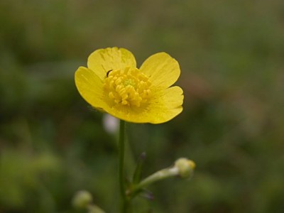 ウマノアシガタ（馬の脚形）