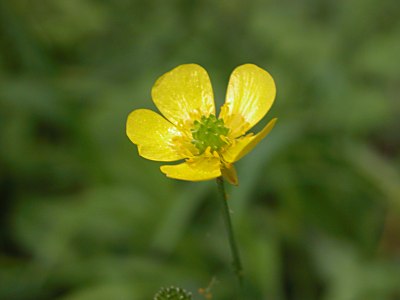 ウマノアシガタ（馬の脚形）