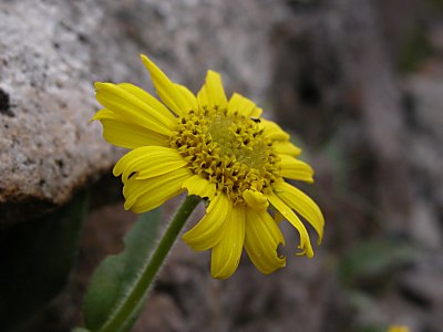 ウサギギク（兎菊）