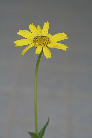 ウサギギク(兎菊)