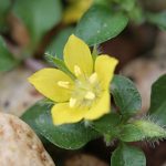 ヒメコナスビ（屋久島小茄子）