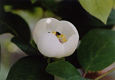 ヤマシャクヤク 山芍薬 の育て方 山野草を育てる