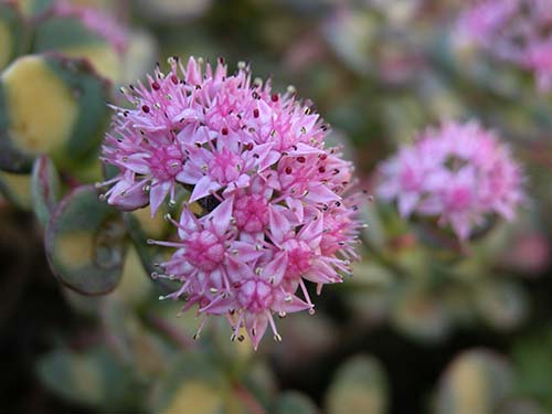 ミセバヤ 見せばや の育て方 山野草を育てる