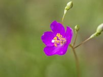 タリヌム・カリキヌム（クサハナビ）