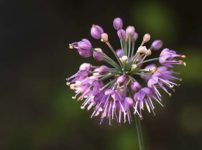 ヤマラッキョウ