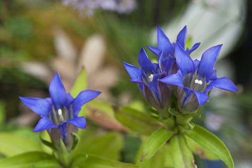 リンドウ 竜胆 の育て方 仲間のオヤマリンドウ エゾリンドウ 園芸品種のリンドウの詳細 山野草を育てる