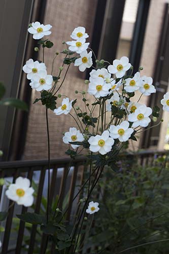 シュウメイギク 貴船菊と園芸種 の育て方 山野草を育てる