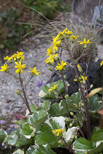 ツワブキ 石蕗 の育て方 ノブキ属のノブキの特徴 フキ属のフキ 蕗 の特徴 山野草を育てる