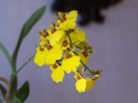 オンシジューム