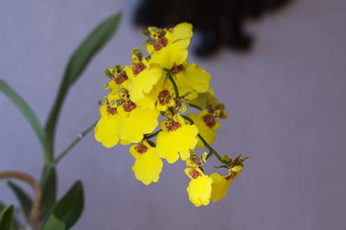 オンシジュウム Oncidium Sweet Sugar Yellow King の育て方 山野草を育てる