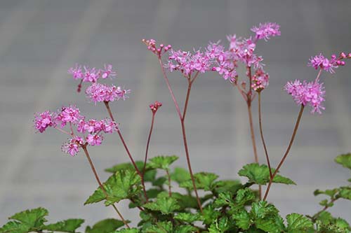 ８月の庭の山野草の花たち 山野草を育てる