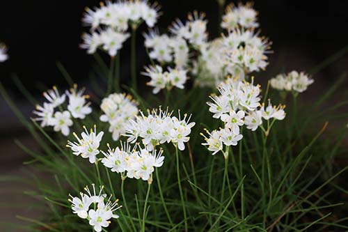 イトラッキョウ 糸辣韮 シロバナイトラッキョウ 白花糸辣韮 の育て方 山野草を育てる