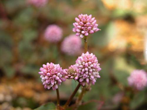 ヒメツルソバの育て方 山野草を育てる