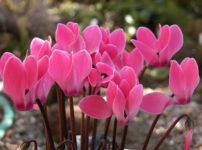 ミニシクラメン