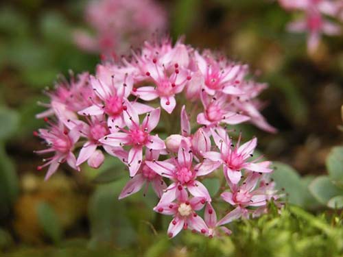 カラフトミセバヤ エゾミセバヤ の育て方 山野草を育てる