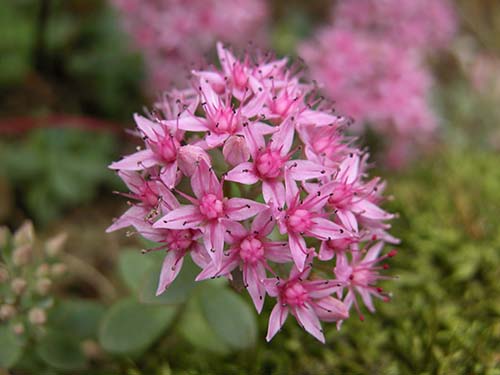 カラフトミセバヤ エゾミセバヤ の育て方 山野草を育てる