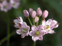 イトラッキョウ