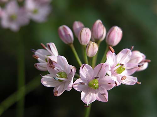 イトラッキョウ 糸辣韮 シロバナイトラッキョウ 白花糸辣韮 の育て方 山野草を育てる