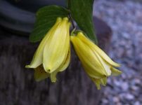 キイジョウロウホトトギス