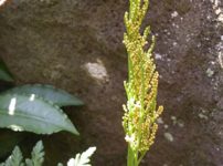 フユノハナワラビ