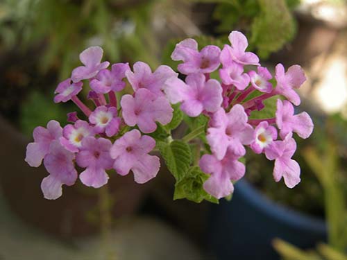 コバノランタナ ランタナの育て方 山野草を育てる