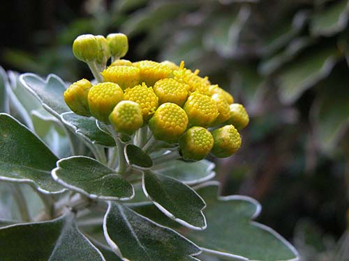 イソギク 磯菊 の育て方 花が似ている仲間で高山植物のイワインチン 山野草を育てる