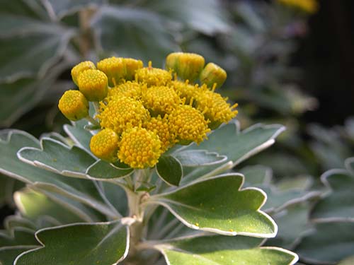 イソギク 磯菊 の育て方 花が似ている仲間で高山植物のイワインチン 山野草を育てる