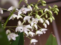 デンドロビウム・キンギアナム