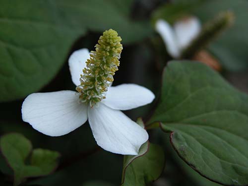 ヤエノドクダミ 五色ドクダミの育て方 山野草を育てる